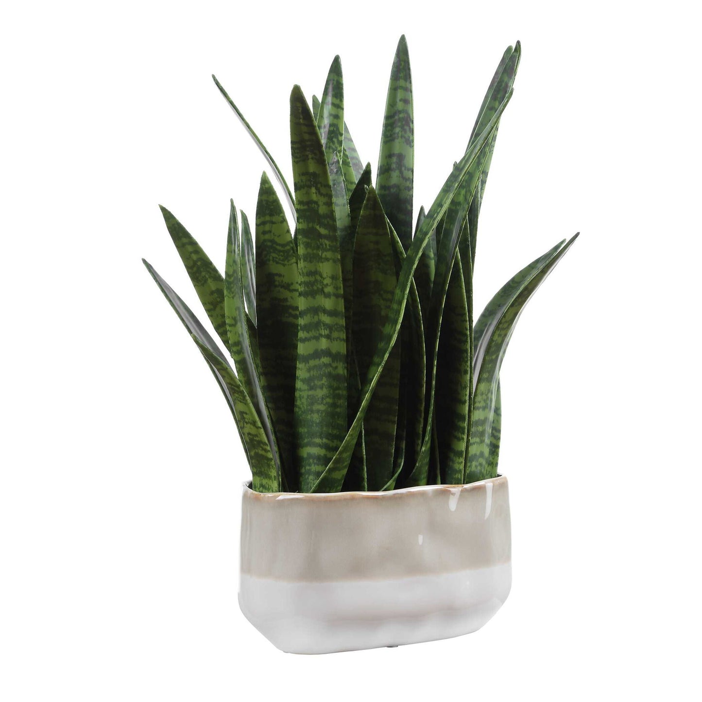 Sansera Snake - Accent Plant - Green