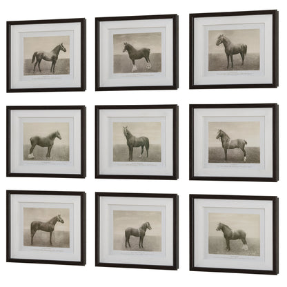 Equine Dynasty - Framed Prints (Set of 9)