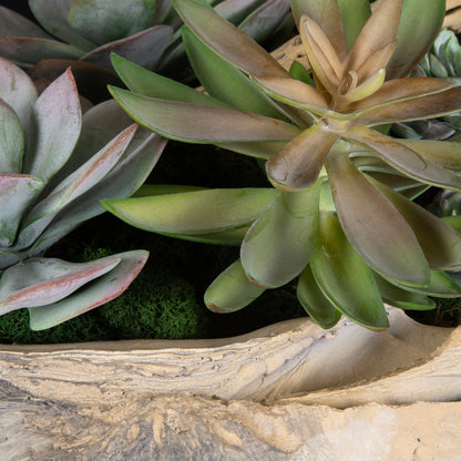 Seaside Breeze - Succulents - Light Brown