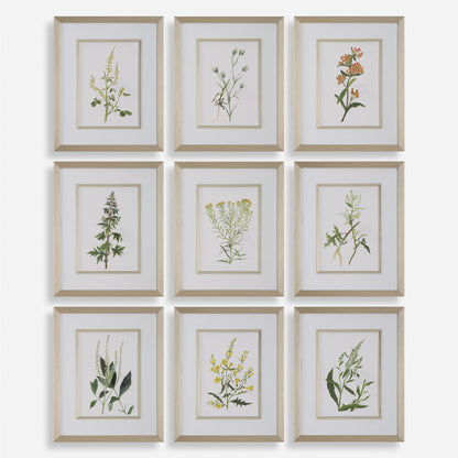 Botanical Flowers - Framed Prints (Set of 9)