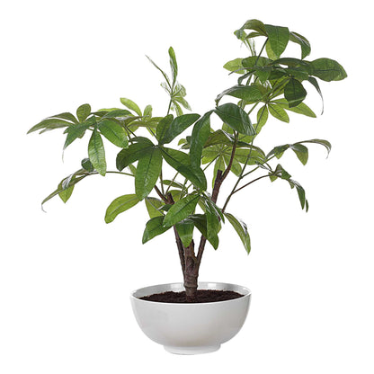 Pachira - Money Tree - White
