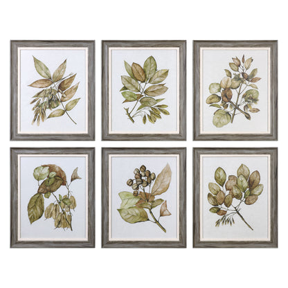 Seedlings - Framed Prints (Set of 6) - Green