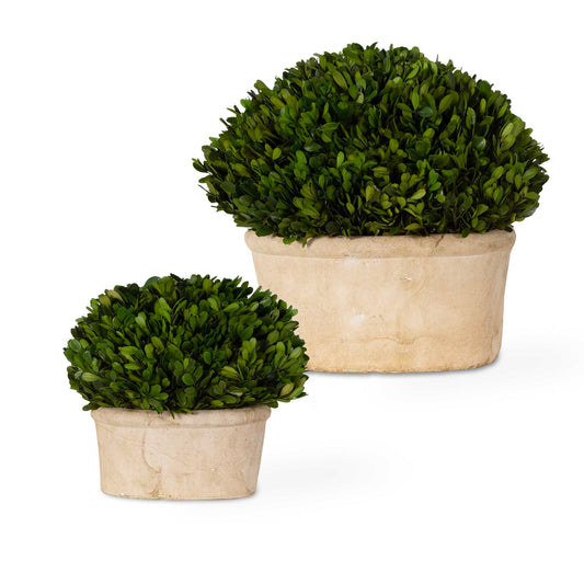 Preserved Boxwood - Oval Domes (Set of 2) - Beige