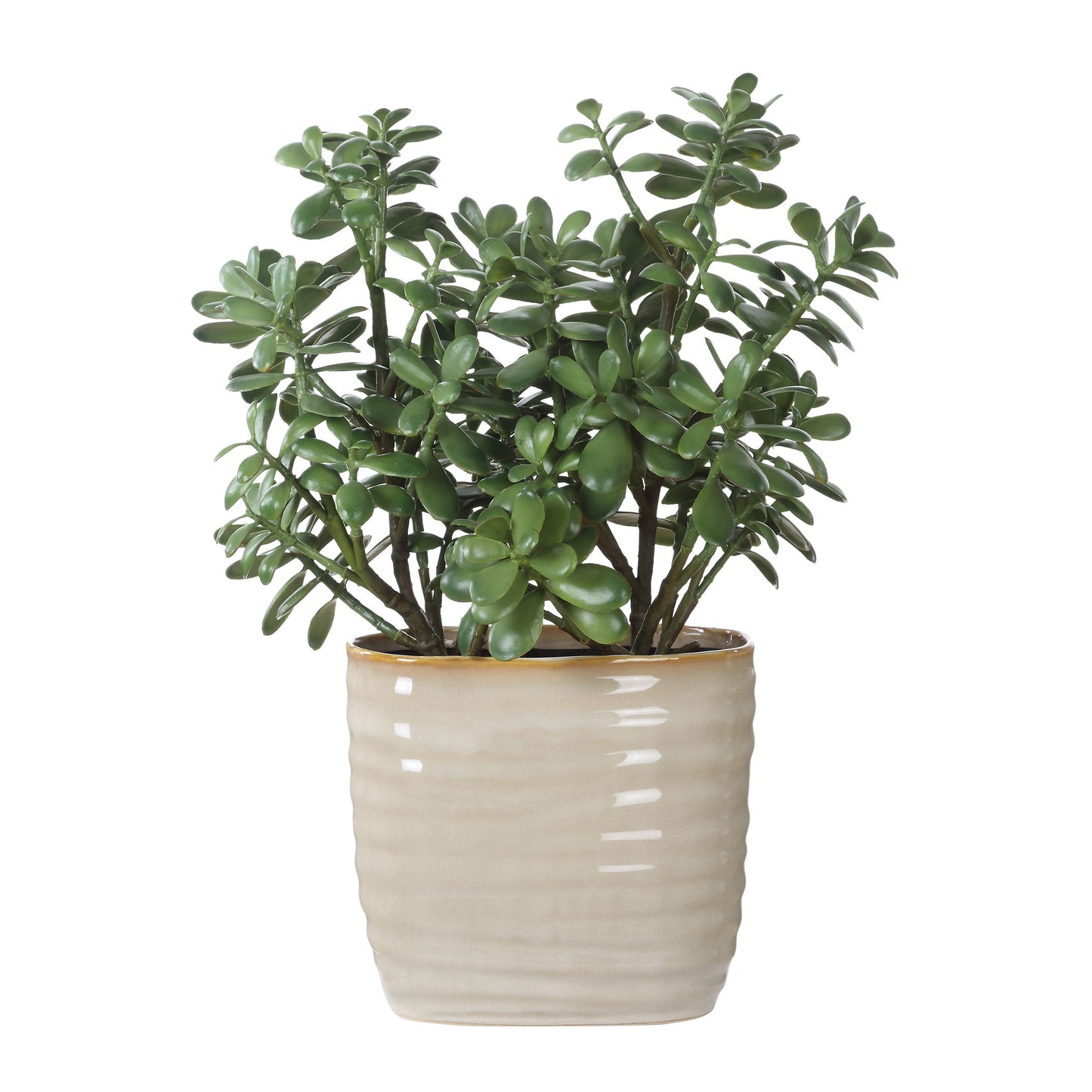 Crassula Jade - Accent Plant - Beige