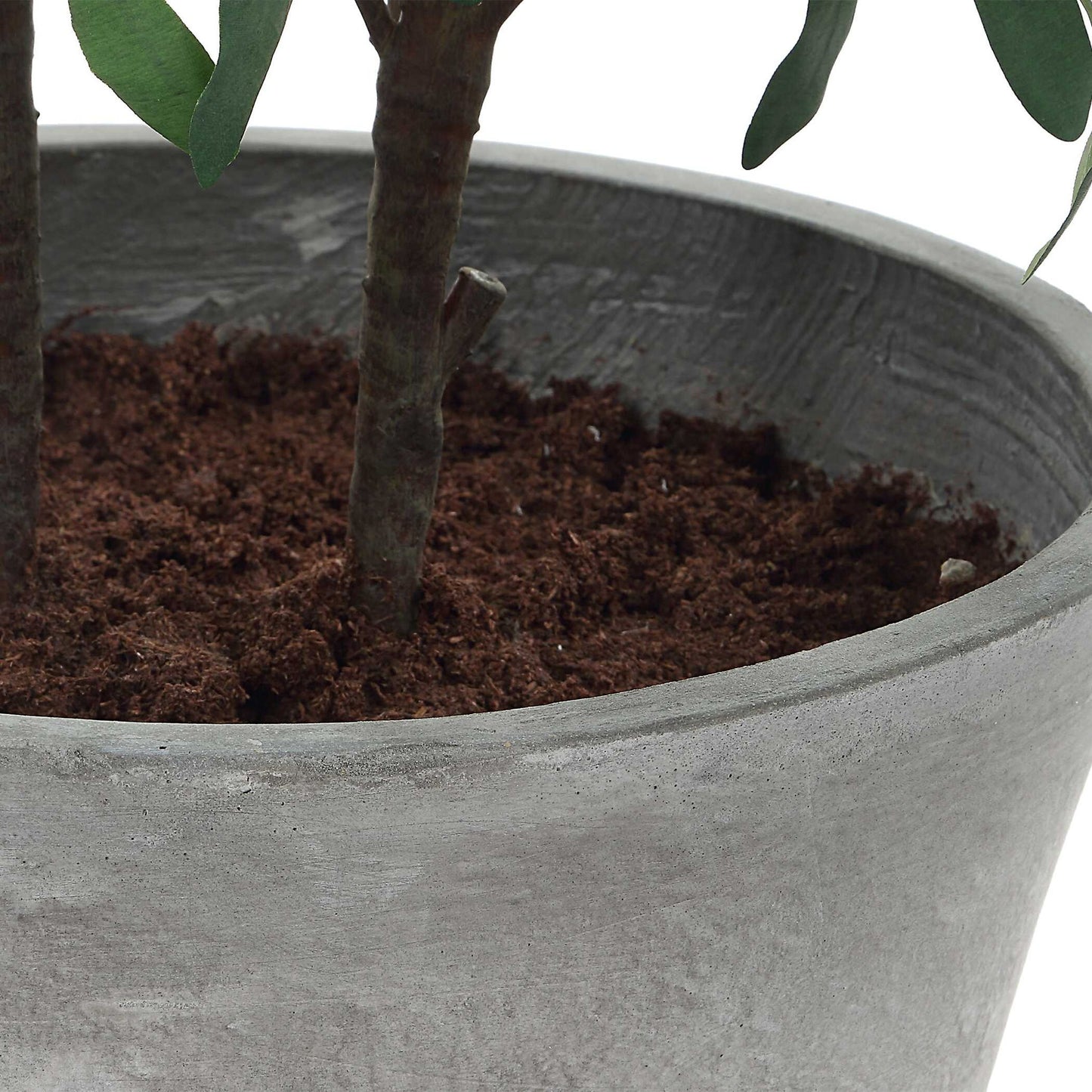 Marisol - Potted Olive Plant - Gray / Green