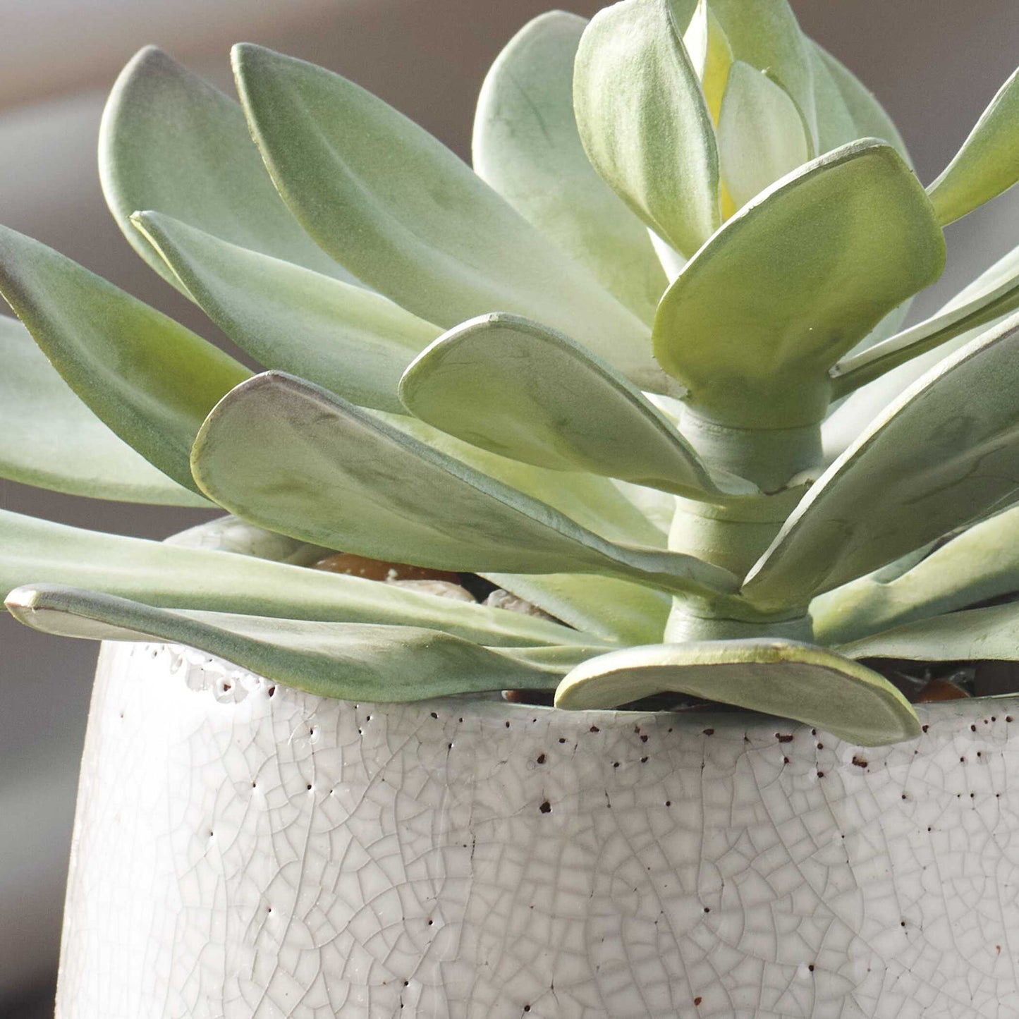 Dudleya - Outdoor Succulent - Gray / Green