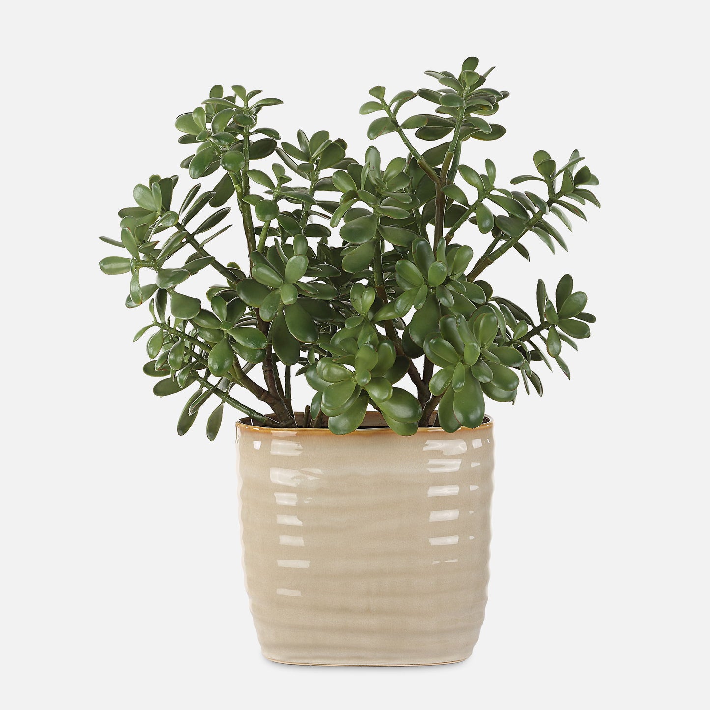 Crassula Jade - Accent Plant - Beige