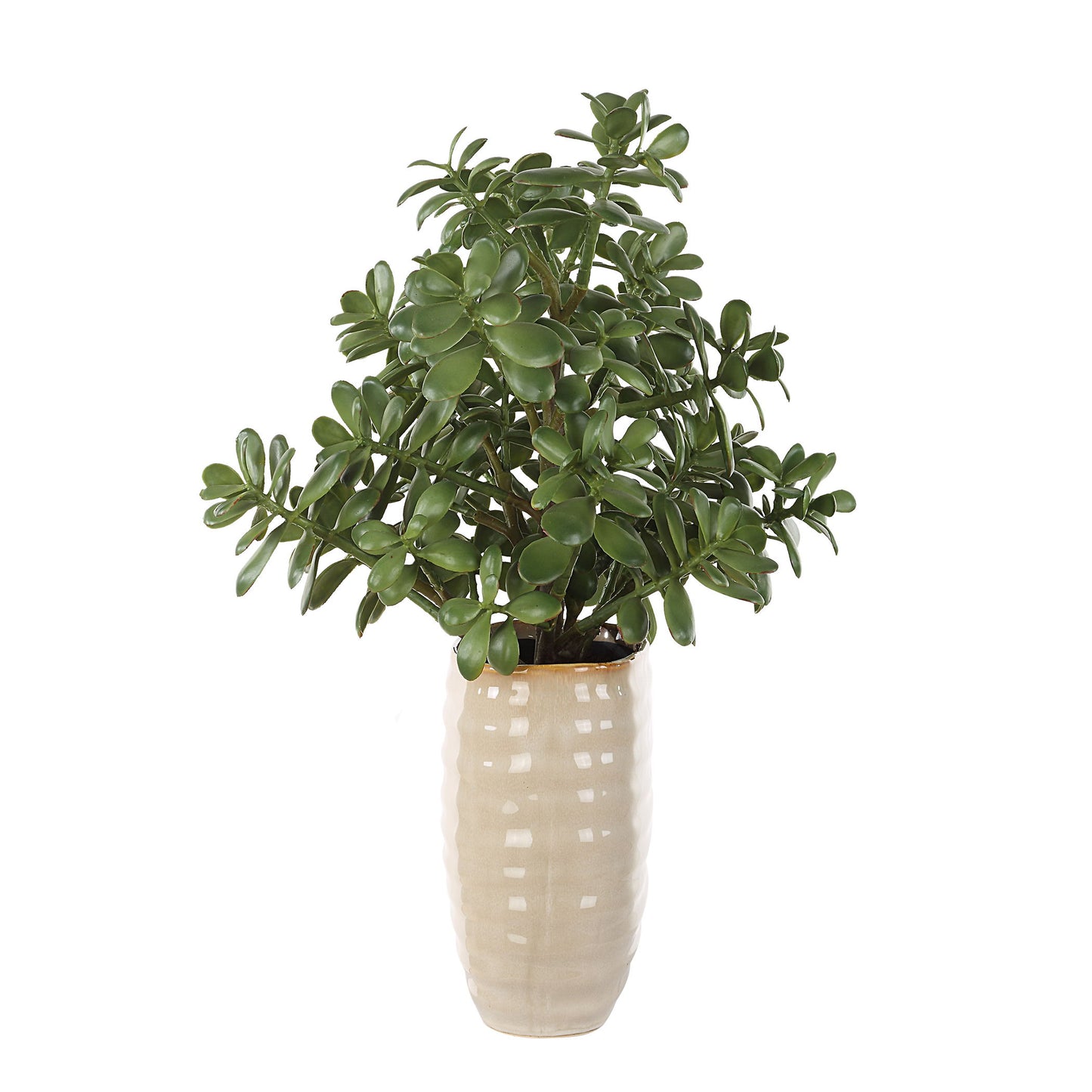 Crassula Jade - Accent Plant - Beige