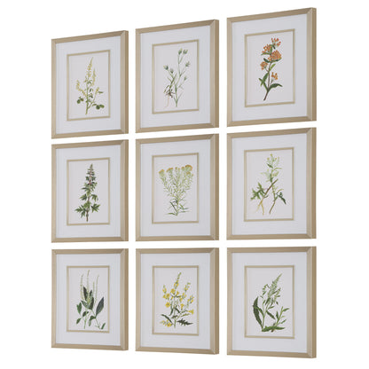 Botanical Flowers - Framed Prints (Set of 9)