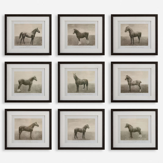 Equine Dynasty - Framed Prints (Set of 9)