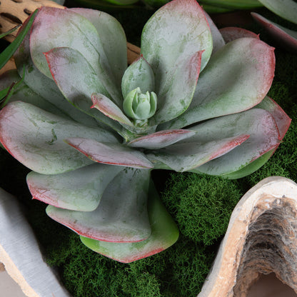 Seaside Breeze - Succulents - Light Brown