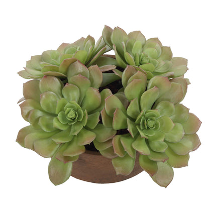 Sable Succulent - Accent In Pot - Brown / Green