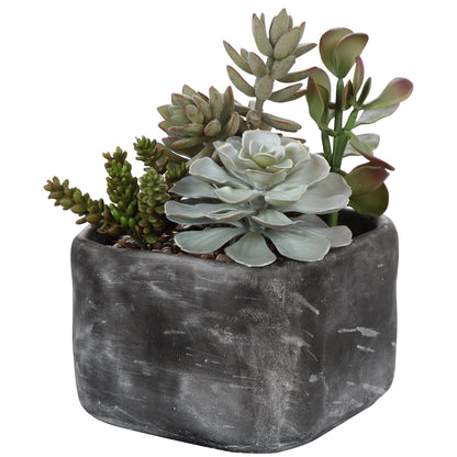 Alverio - Desert Garden Succulents - Pearl Silver