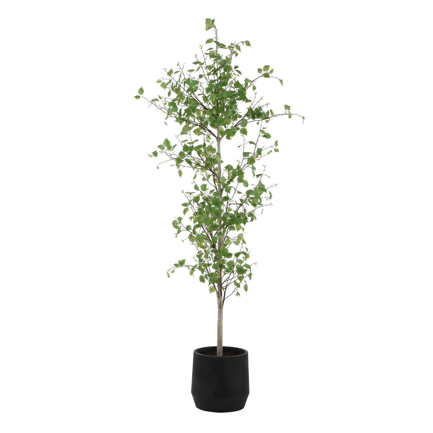 Boreal - Potted Birch Tree - Gray / Green