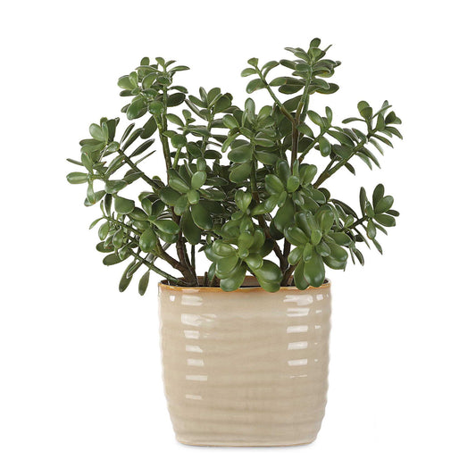 Crassula Jade - Accent Plant - Beige