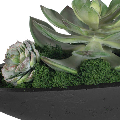 Verde - Succulent Centerpiece In Bowl - Black / Green
