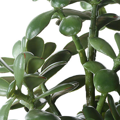 Crassula Jade - Accent Plant - Beige