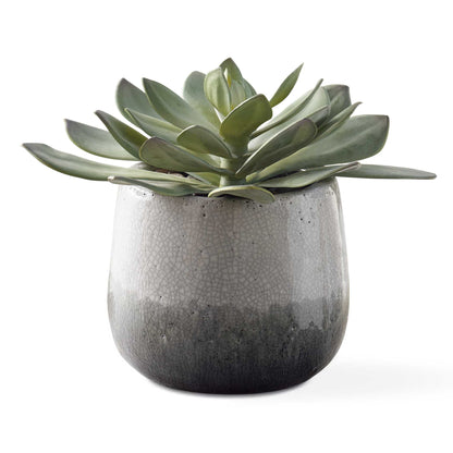 Dudleya - Outdoor Succulent - Gray / Green