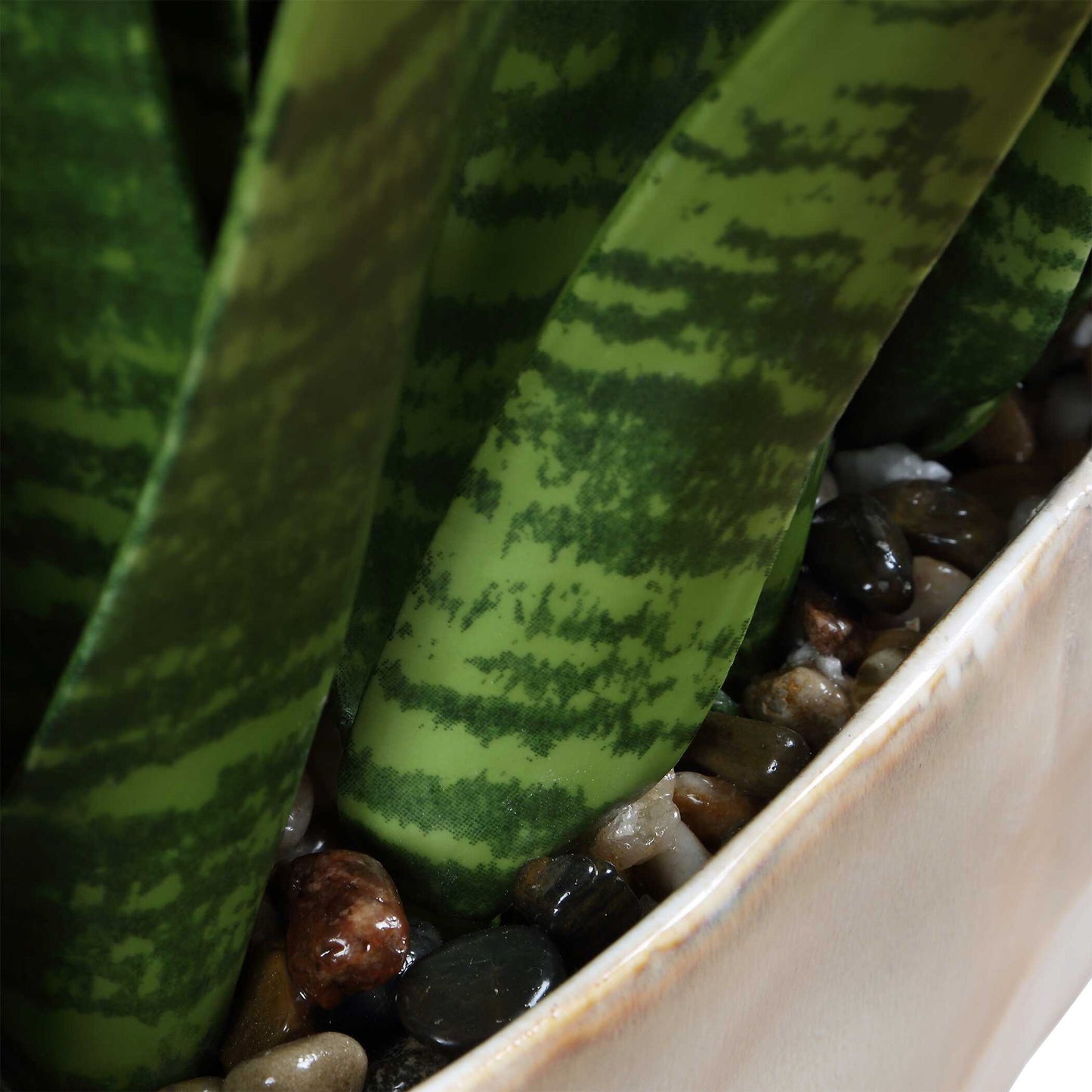 Sansera Snake - Accent Plant - Green