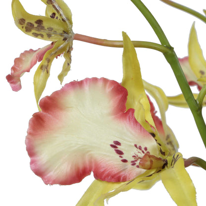 Spider - Orchid In Glass Vase - Green,Pink,Yellow