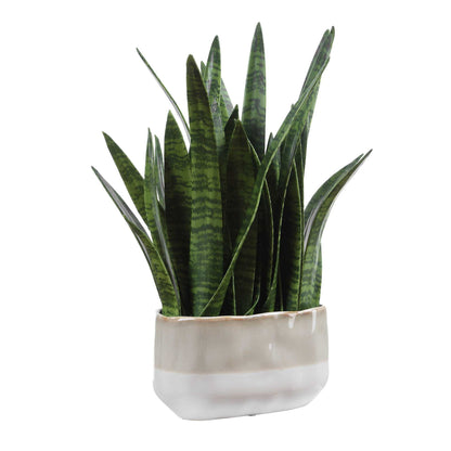 Sansera Snake - Accent Plant - Green